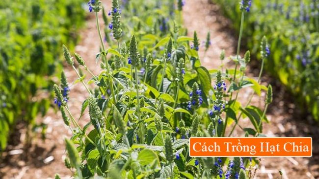 cách trồng hạt chia cách trồng hạt chia