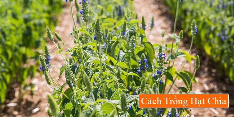 cách trồng hạt chia cách trồng hạt chia