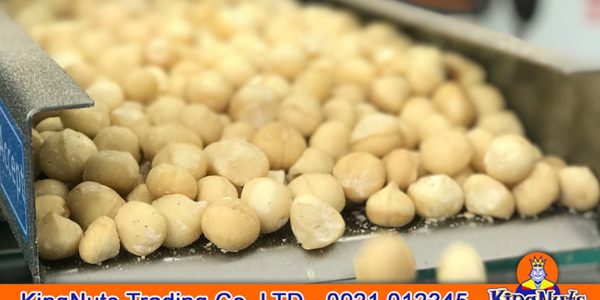 macadamia kernel vietnam macadamia kernel vietnam